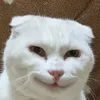yuki45353