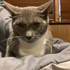 anthony_gladpie