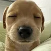 hoanggiabao1223