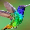 silvia_colibri7