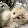 lisaalisa2753