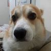 Миша бобожир@