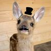 deer66666