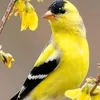 labrouzi1