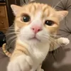cekerbabattee