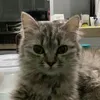 au.that.meow
