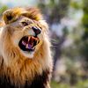 guggar_king_33