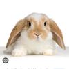 .carrot.crucible