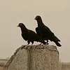 najm2213