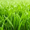 .grass_enjoyer