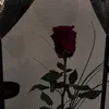 m.mira_sofia