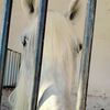 houda_tznt