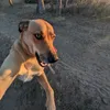 subbzyroo