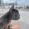 nico_el_frenchie