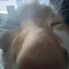 wolvezz56