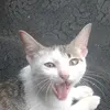 nhimiu201120