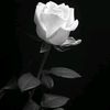 abdulahi6521