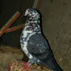 fathulaaziz
