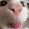 figgvhhc3