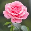 romjan13217