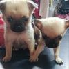 carmen_28292