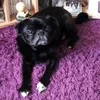 clpug