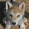 loup.blanc10