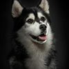 bryan.husky3