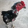 pham.thanh7526