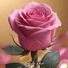 shano.afridi7