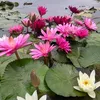 nguyn.giang7650
