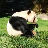 takayukipanda