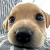 ky_puppynono