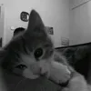_anthea.itzmi