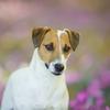 jackrussellcapsil