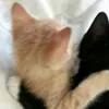 coco_vs1