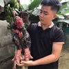 hieu35n