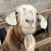 luckythegoat