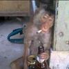 monkey__1525