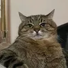 suxarik000