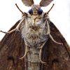 gypsymoth13