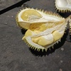 durian_runtuh.com