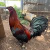 waianae_number1