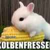 krebs694