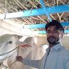 muhammadhasanqdtsyxyd12