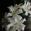 nhuquinhptd1604