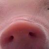 blackpig.123