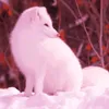 kalpeakoira
