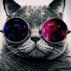 coolcatalways