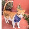 cat_tachito_adventure